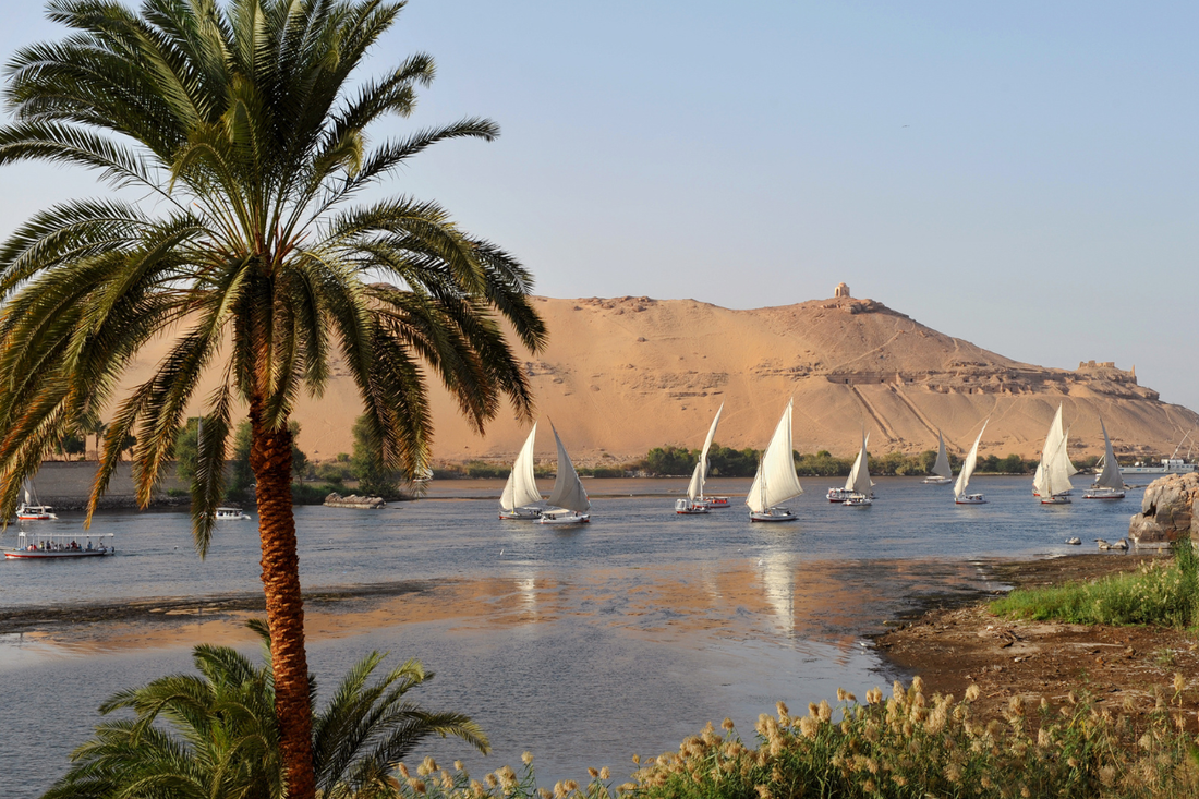 Vue sur le Nil en Egypte avec un palmier