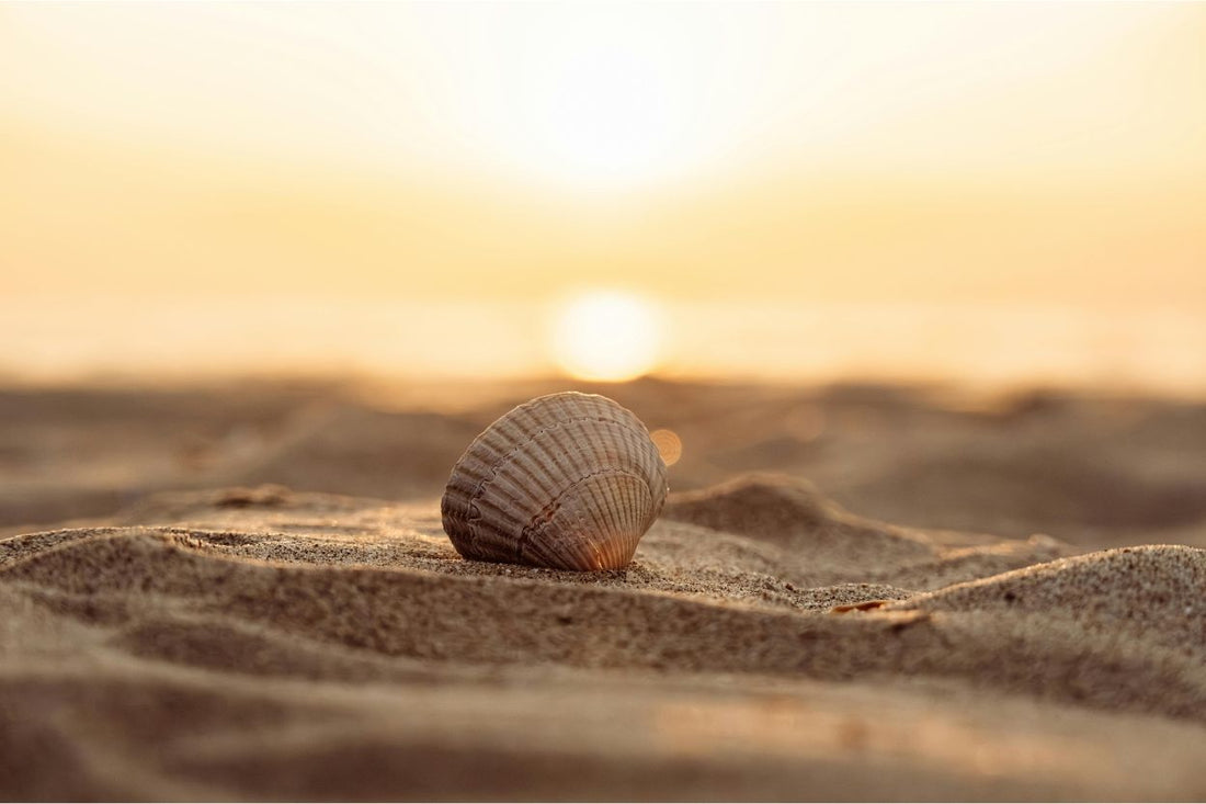 Coquillage sur une plage méditerranéenne avec le coucher de soleil 