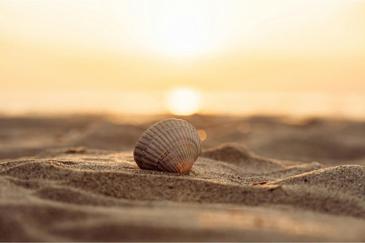 Coquillage sur une plage méditerranéenne avec le coucher de soleil 