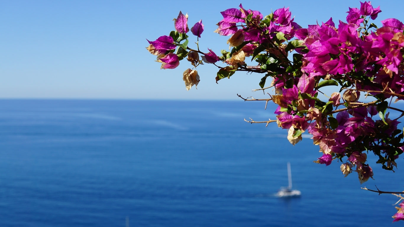 Vue de la mer à Capri, avec des fleurs au premier plan.