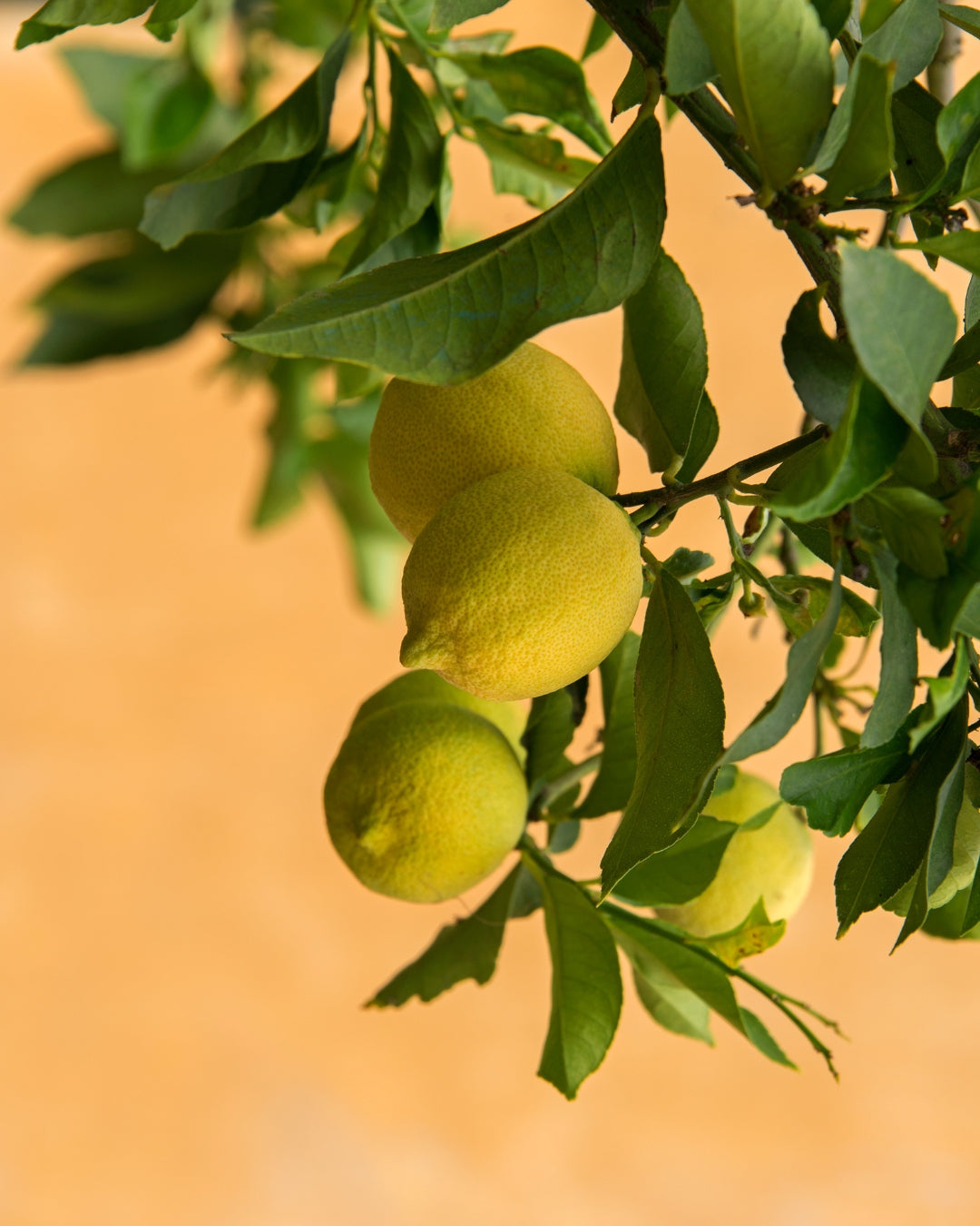 Vue de citrons sur une branche avec des feuilles vertes avec un fond orange en arrière plan.