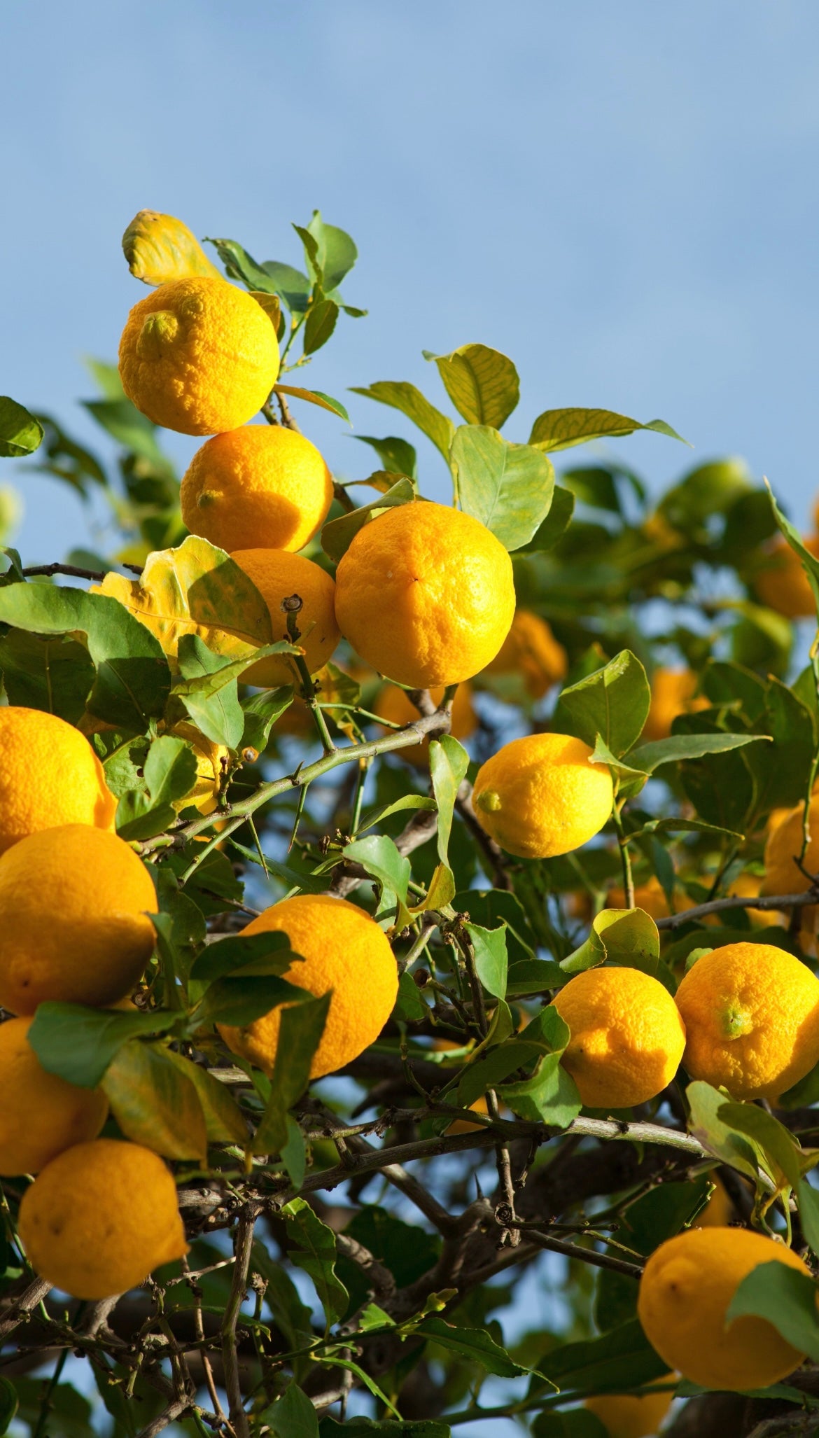 Vue sur des citrons, avec des feuilles, et le ciel bleu en arrière-fond.