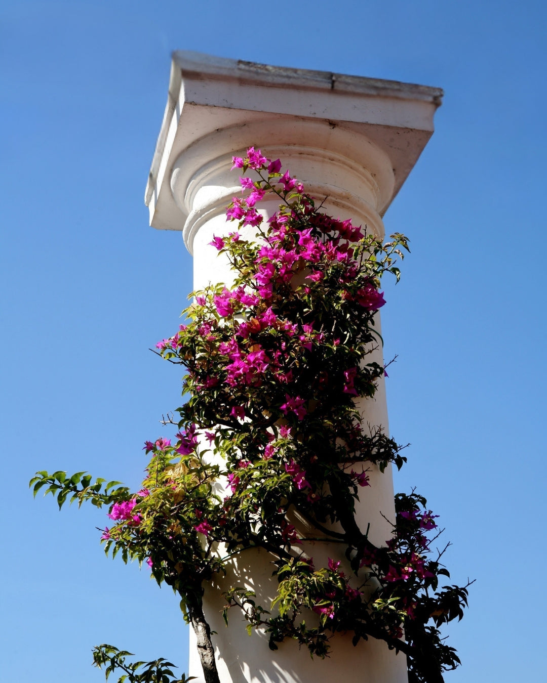 Vue d'une ruine avec des fleurs dessus et un ciel bleu en arrière plan.